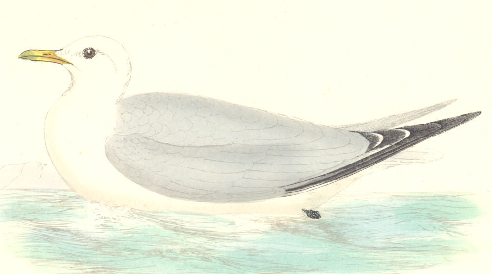 BIRDS. Kittiwake. Found in Europe. Africa. Asia (Morris) 1880 old print